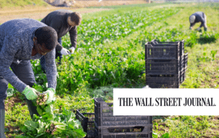 Farm workers harvesting spinach with the Wall Street Journal logo in the foreground