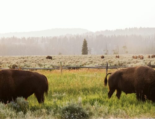 Grazing on Federal Lands